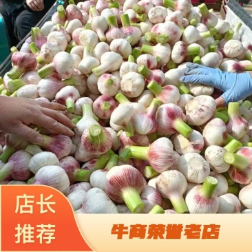 通许蒜业、专注储存大蒜、冷库出租、实力配资、行情分析