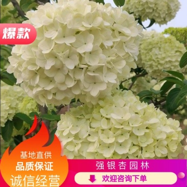 【牛商推荐】【中华木绣球】大量供应规则齐全可视频看货