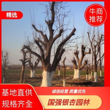 【荐】柿子树，柿树，产地直供，量大从优，质量保证，来电详询