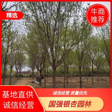 流苏树，油根子，5-20公分流苏树，薄利多消，可实地看货