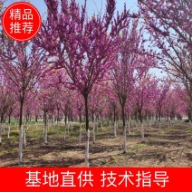 【荐】巨紫荆，加拿大巨紫荆，紫荆树，产地直销可视频看货