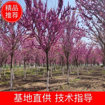 【荐】巨紫荆，加拿大巨紫荆，紫荆树，产地直销可视频看货