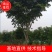 出售工程苗栾树桂花女贞易成活量大从优