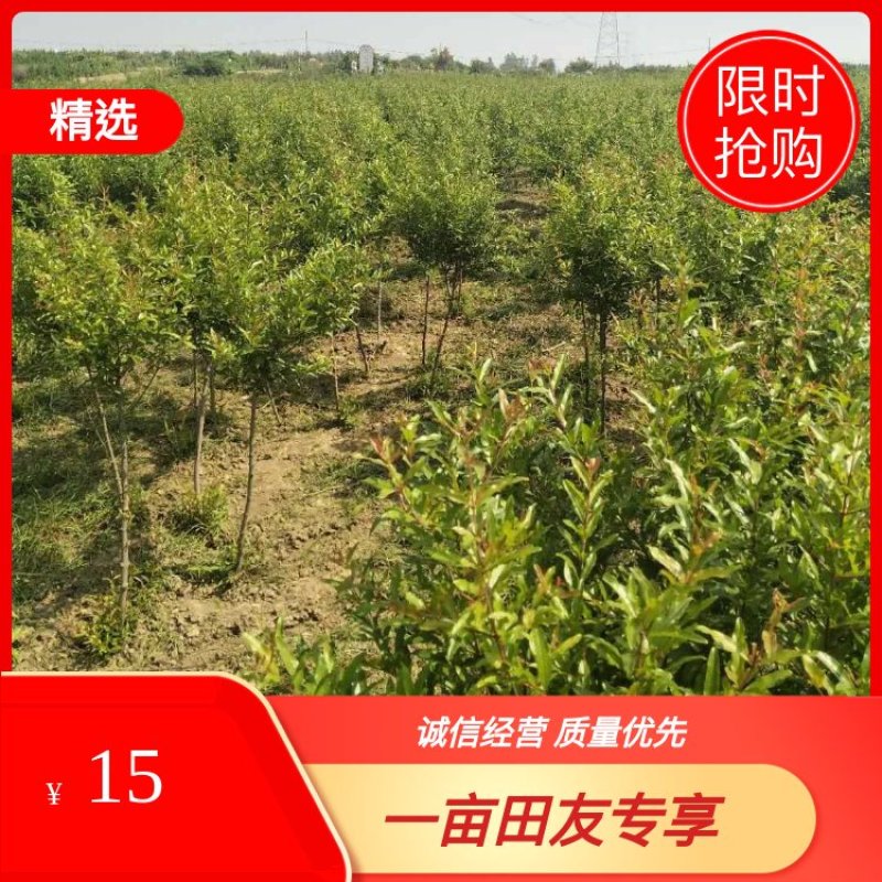 正宗怀远白花玉石籽石榴苗，拥有1000亩石榴园和苗圃
