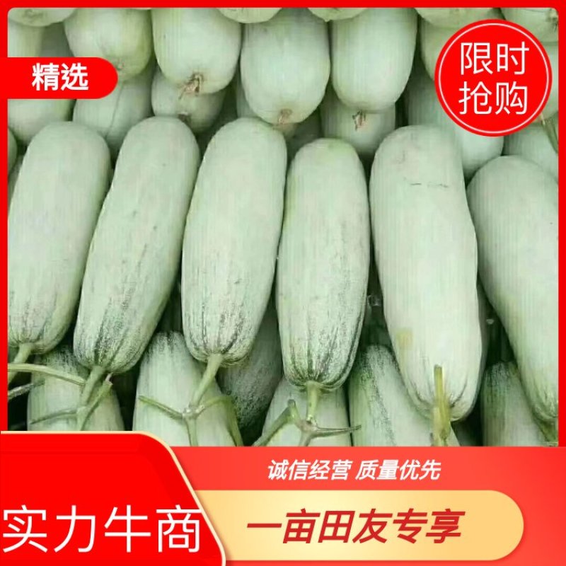 山东聊城博洋甜瓜基地，博洋61，博洋9货源充足稳定，欢迎选购