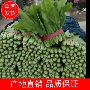 【好货】河北精品油麦菜量大从优品质保证欢迎选购