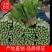 【好货】河北精品油麦菜量大从优品质保证欢迎选购