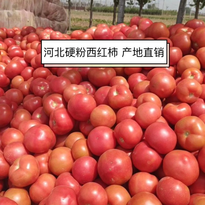 【西红柿】精品硬粉西红柿产地直供可视频看货供应全国
