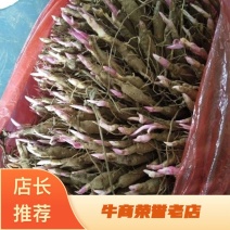 白芍芽大量供应，基地直发，质量好，价格优惠，欢迎采购