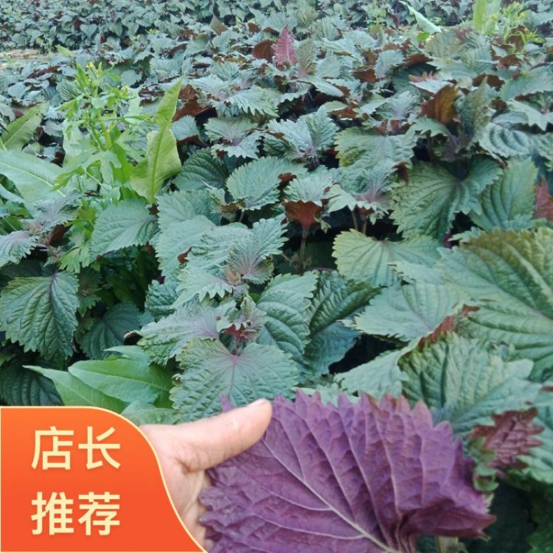 【精品】紫苏绿面红底专业种植产地直发常年有货全国可发～