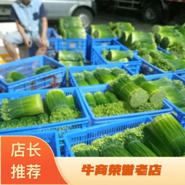 精品韮苔30一35cm产地直发一手货源量大从优欢迎采购