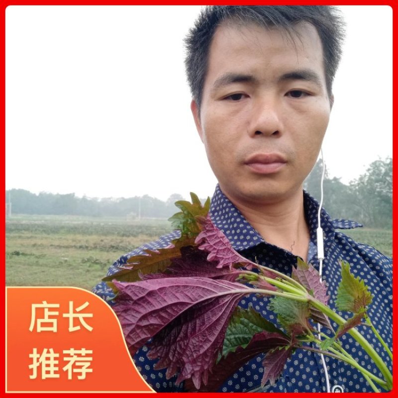 【紫苏叶】自有百亩基地，新鲜现割，品质保障全国可发～