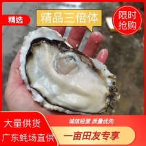 广东生蚝，精品三倍体全规格，蚝场直供供应全国各地批发