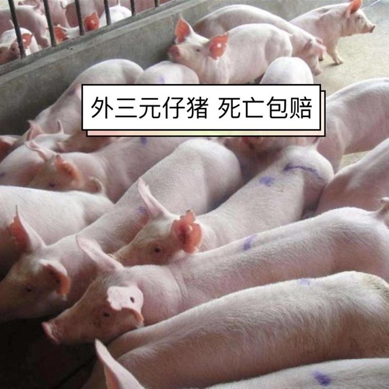 【死亡包赔】三元仔猪湖南养殖场直供包成活包运输健康猪