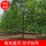 【牛商推荐】娜塔栎，红橡树，北美红栎，基地直销，质量保证