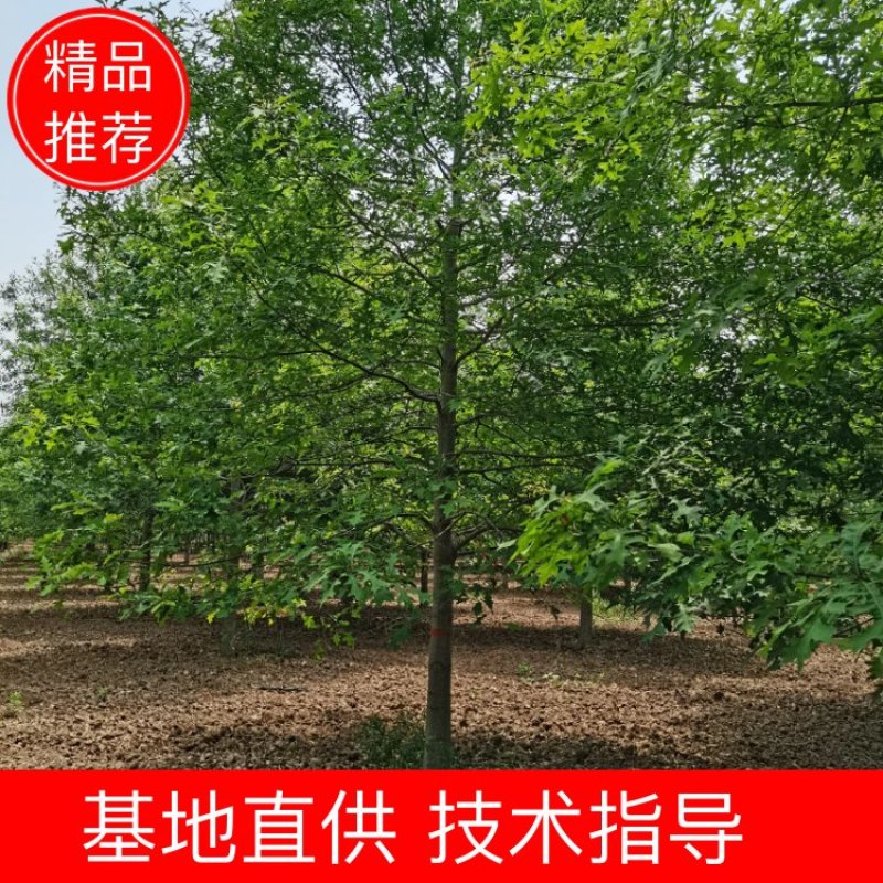 【牛商推荐】娜塔栎，红橡树，北美红栎，基地直销，质量保证