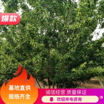 丛生茶条槭，丛生茶条槭4-8米量大，一手货源，基地大量供