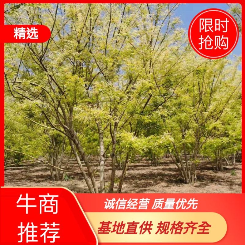 丛生金枝槐，金枝国槐，丛生国槐，基地直供，规格齐全，电讯