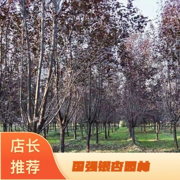 【荐】红叶李，紫叶李产地，李子树基地直供，价格优惠，可视频