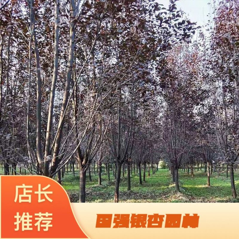【荐】红叶李，紫叶李产地，李子树基地直供，价格优惠，可视频