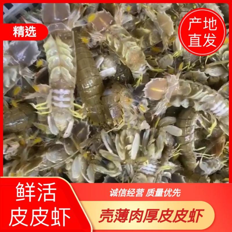 连云港鲜活皮皮虾虾爬子产地新鲜皮皮虾基地直供！