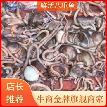 连云港海鲜批发鲜活长腿八爪鱼爆头八鱼鲜活八爪鱼