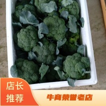 耐寒西兰花，万亩西兰花基地大量供应。各种应用设施齐全。
