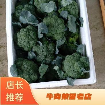 耐寒西兰花，万亩西兰花基地大量供应。各种应用设施齐全。