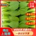 山东曹县上海青小油菜香菇菜精品油菜绿叶菜常年供应产地直发