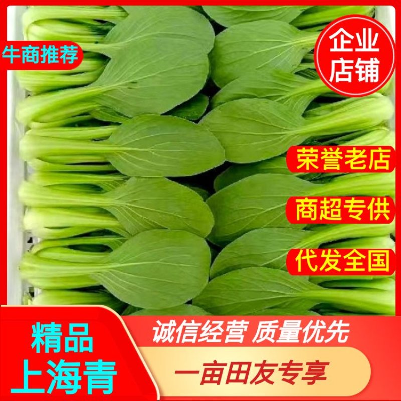 山东曹县上海青小油菜香菇菜精品油菜绿叶菜常年供应产地直发