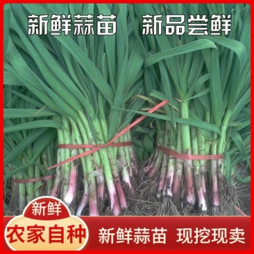 【精选】甘肃红根蒜苗现货大量供应可视频看货欢迎咨询