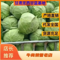 【原产地直发】甘蓝现砍现收可视频看货欢迎咨询合作
