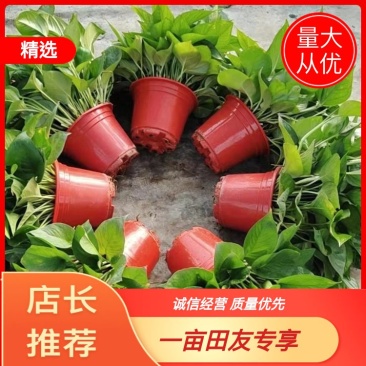 基地平价清货，量大优惠，180青叶特级货可实地看货