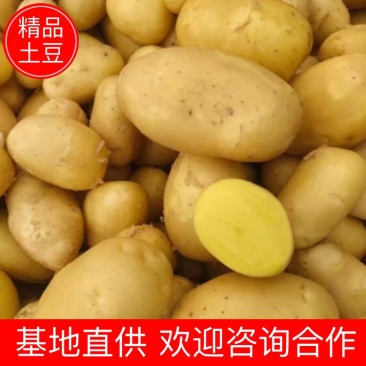 湖北天门精品黄心土豆新货上市一手货源基地直供欢迎来电合作