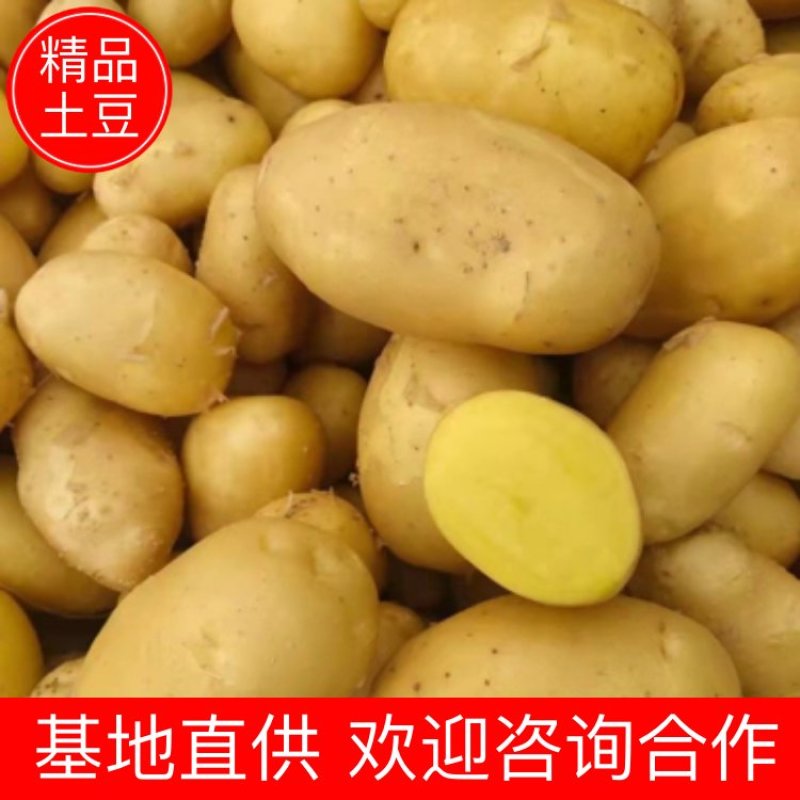 湖北天门精品黄心土豆新货上市一手货源基地直供欢迎来电合作
