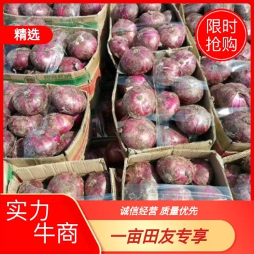 【山东临沂】紫皮洋葱8厘米以上，质优价廉，量大从优