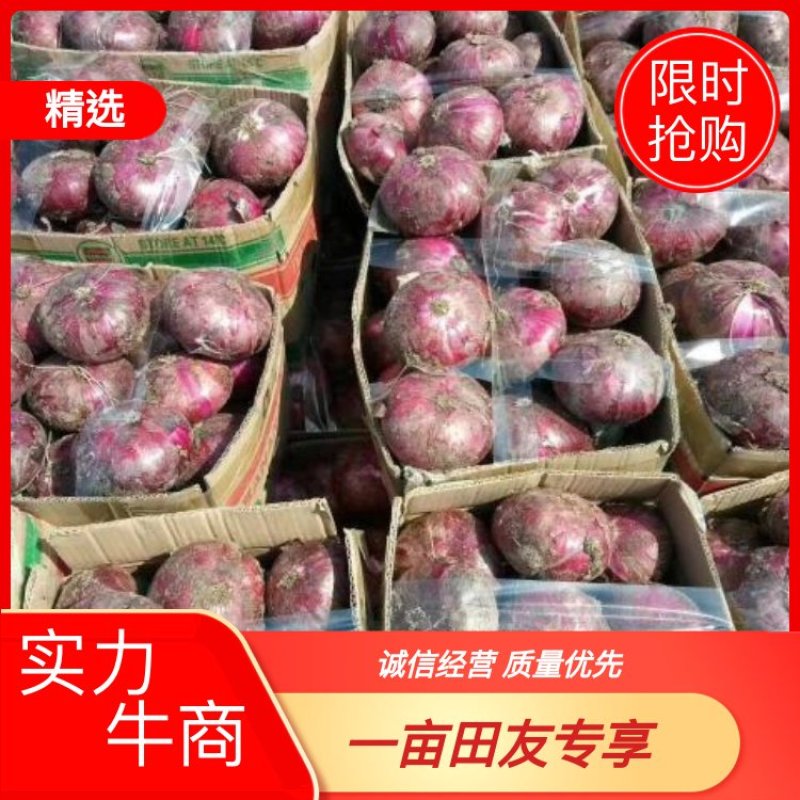 【山东临沂】紫皮洋葱8厘米以上，质优价廉，量大从优