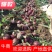 【山东临沂】紫皮洋葱8厘米以上，质优价廉，量大从优