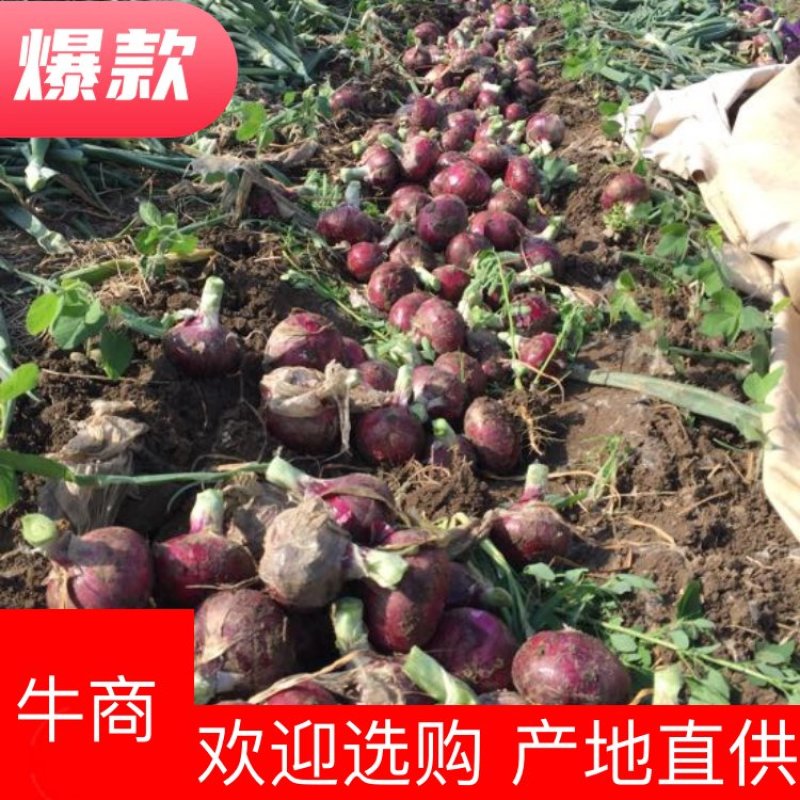 【山东临沂】紫皮洋葱8厘米以上，质优价廉，量大从优