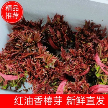 红油香椿芽对接电商平台欢迎全国各地批发市场视频看货
