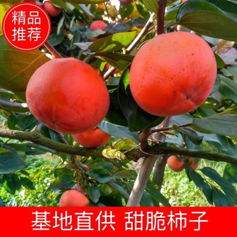 甜脆柿，火热销售中，电商，微商对接中，市场对接中产地直发