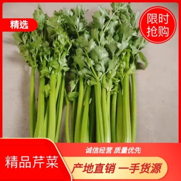 精品芹菜量大从优商超直供欢迎咨询品质优良