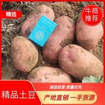 青薯9号产地直销量大从优品质优良欢迎咨询