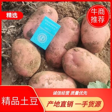 青薯9号产地直销量大从优品质优良欢迎咨询