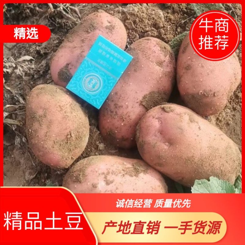 青薯9号产地直销量大从优品质优良欢迎咨询