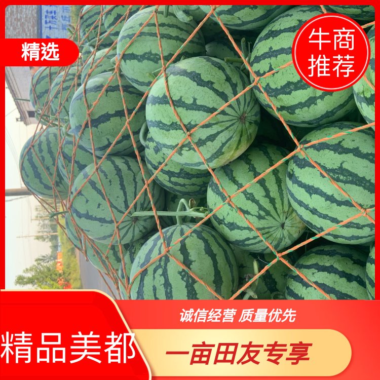 [美都西瓜批发]河南商丘夏邑县西瓜 1.20元/斤西瓜美都大量上 _ 一亩田