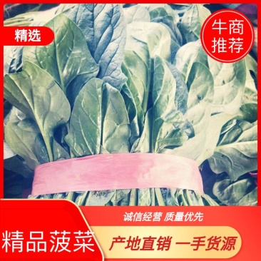 菠菜量大从优商超直供欢迎咨询品质优良