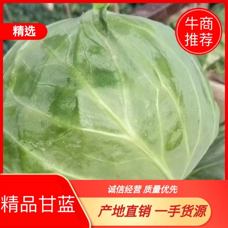 甘蓝包菜量大从优商超直供欢迎咨询品质优良
