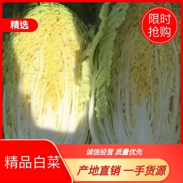 白菜产地直销量大从优品质优良欢迎咨询