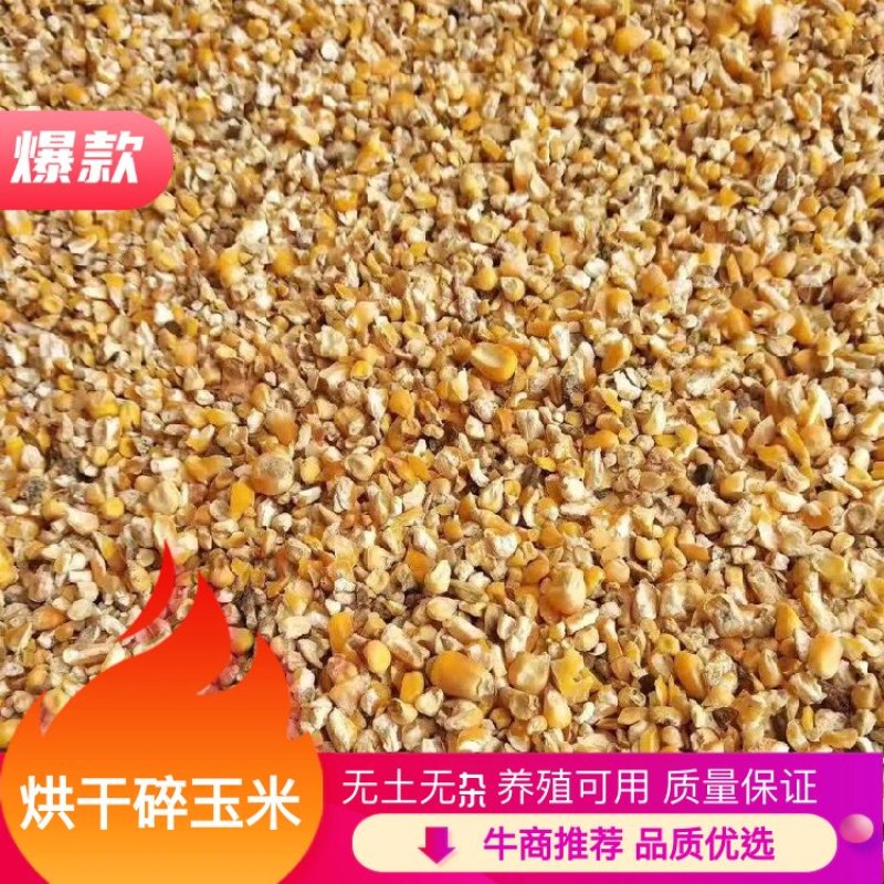 【热销】烘干碎玉米无沙无霉变，保证质量常年供羊饲料厂专用